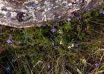 Lobelia cobaltica