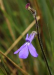 Lobelia cobaltica