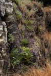 Lobelia cobaltica