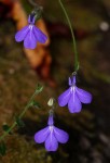 Lobelia cobaltica