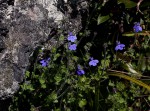 Lobelia cobaltica
