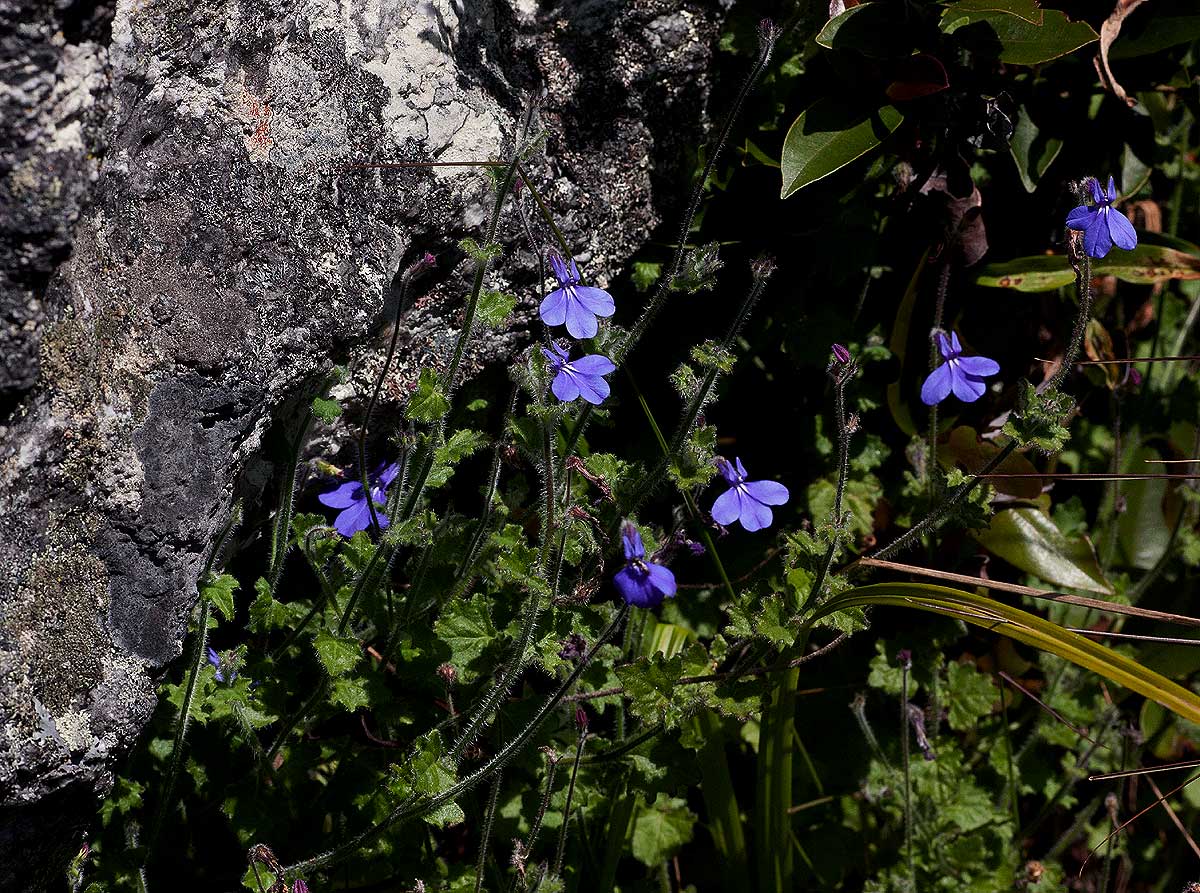 Lobelia cobaltica
