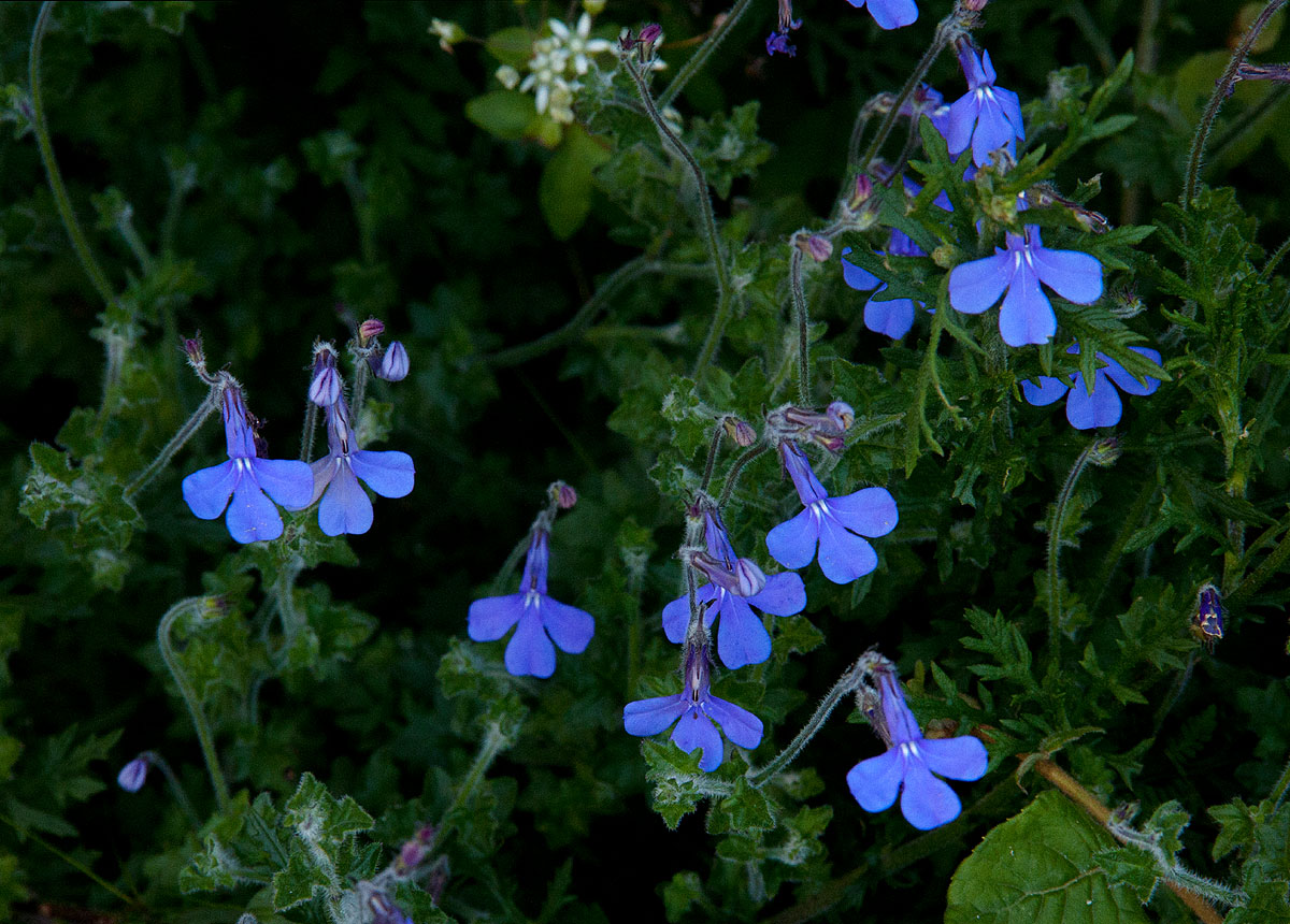 Lobelia cobaltica