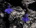 Lobelia cobaltica