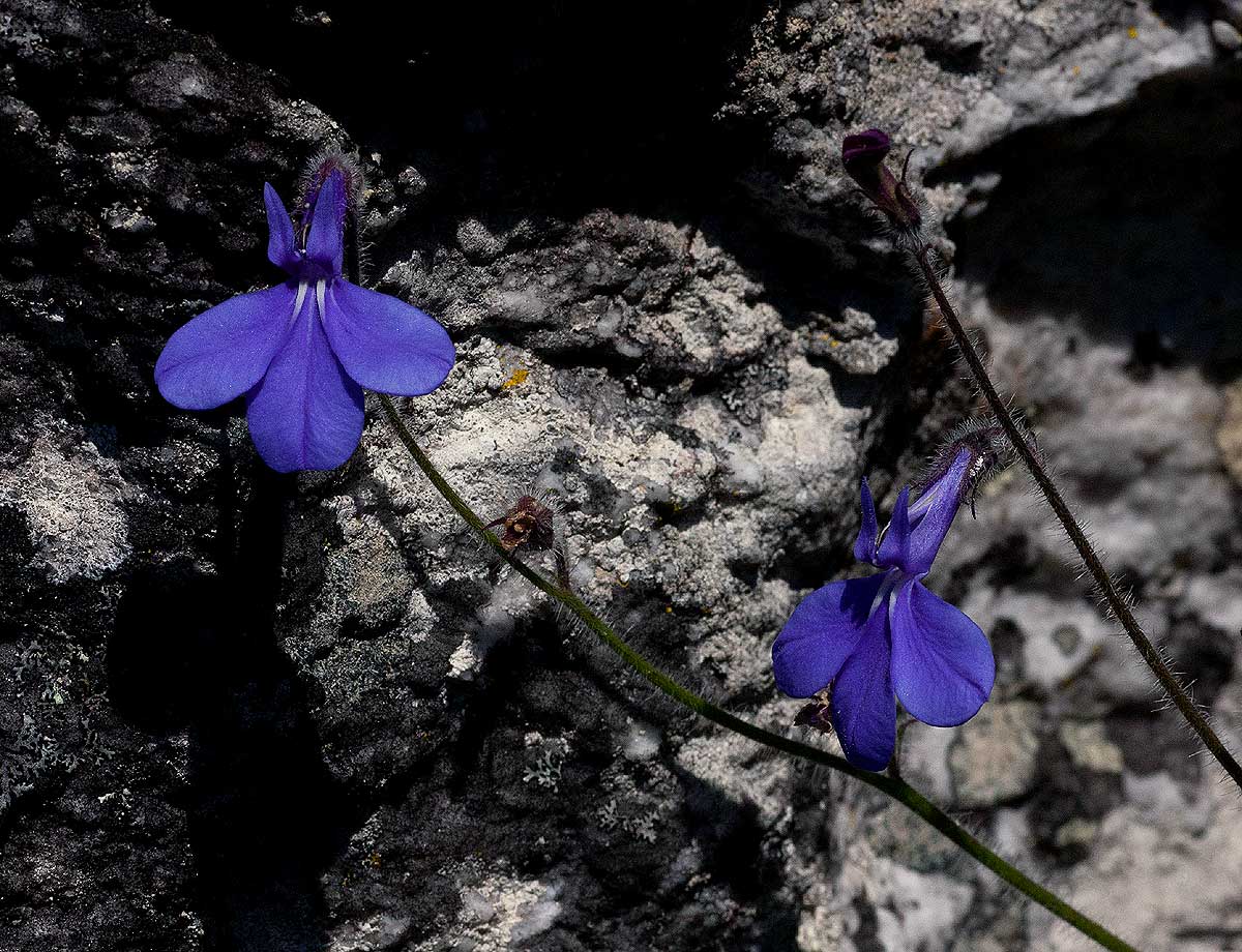 Lobelia cobaltica