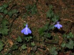 Lobelia cobaltica