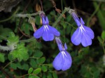 Lobelia cobaltica