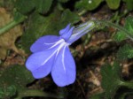 Lobelia cobaltica