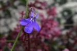 Lobelia cobaltica