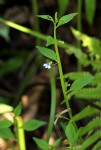 Lobelia fervens subsp. fervens