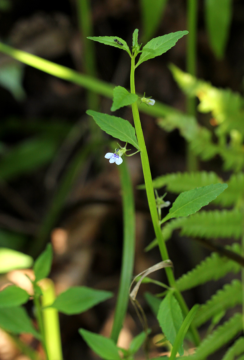 Lobelia fervens subsp. fervens