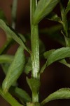 Lobelia fervens subsp. fervens