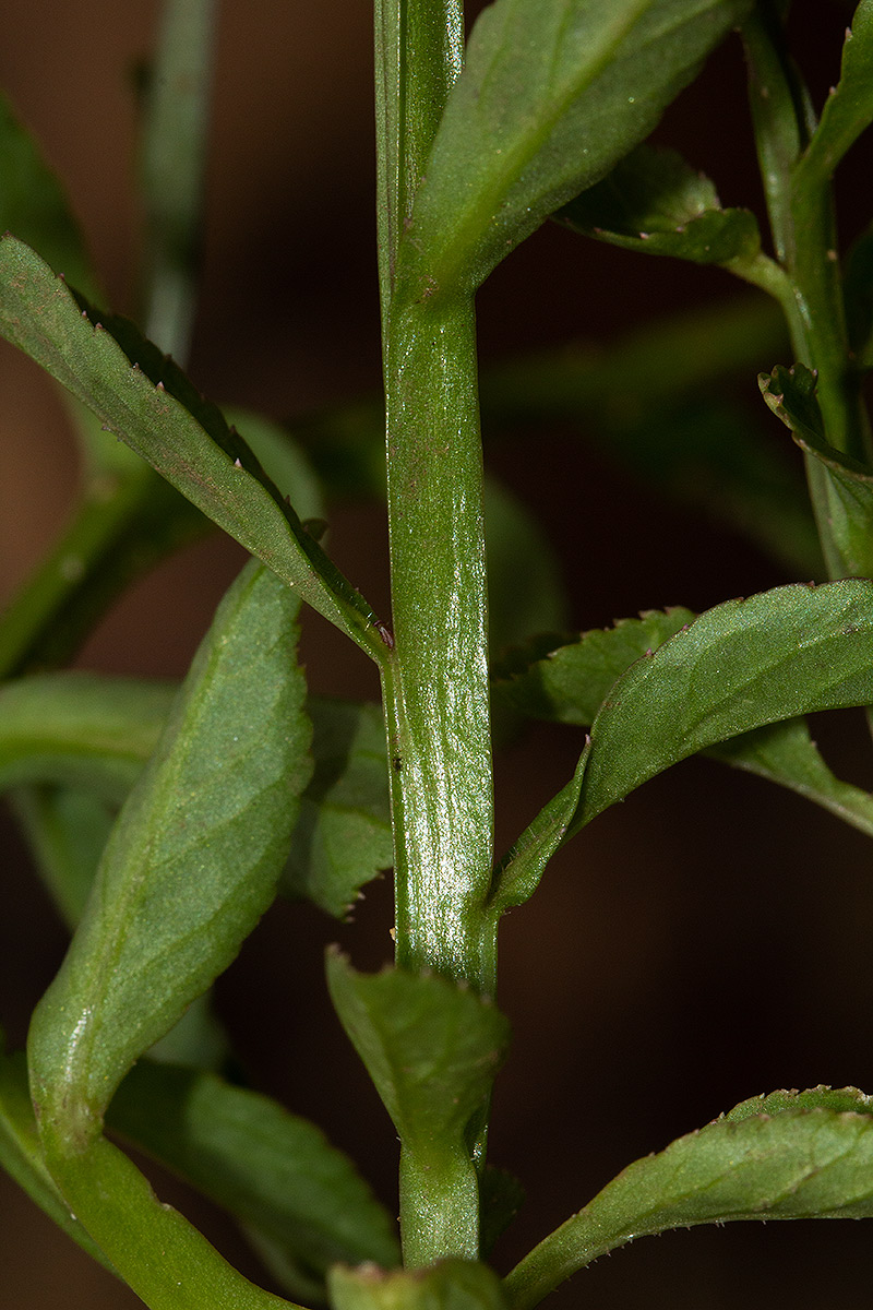 Lobelia fervens subsp. fervens