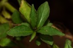 Lobelia fervens subsp. fervens