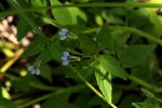 Lobelia fervens subsp. fervens
