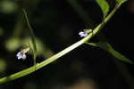 Lobelia fervens subsp. fervens