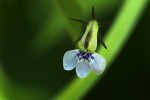 Lobelia fervens subsp. fervens