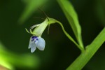 Lobelia fervens subsp. fervens