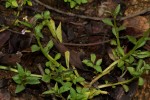 Lobelia fervens subsp. fervens