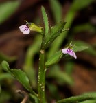 Lobelia fervens subsp. fervens