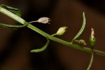 Lobelia fervens subsp. fervens