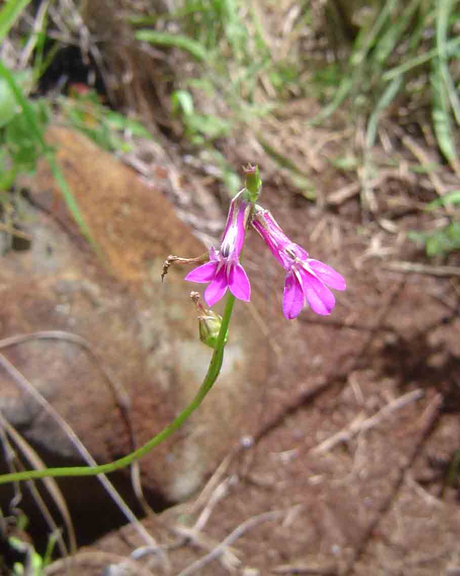 Lobelia goetzei