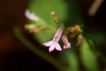 Lobelia goetzei