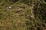 Lobelia goetzei