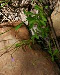 Lobelia goetzei
