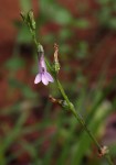 Lobelia goetzei