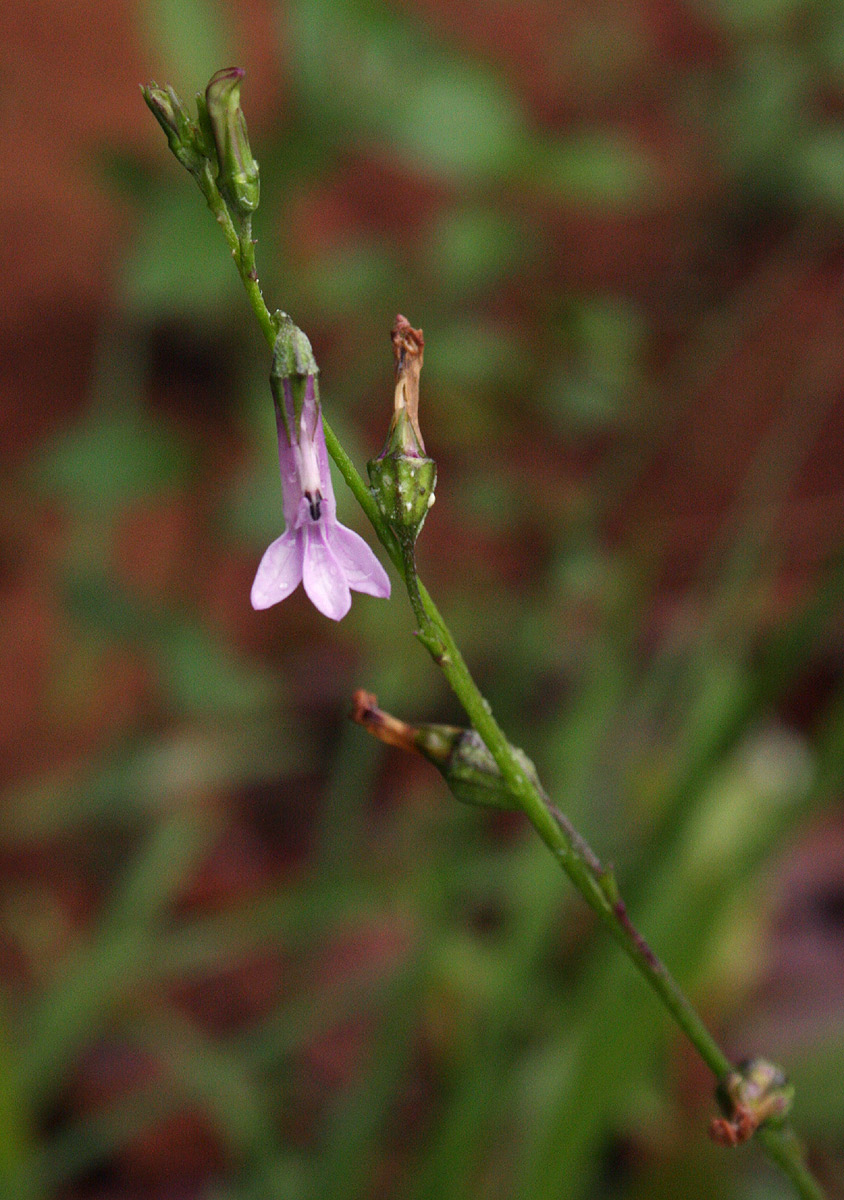 Lobelia goetzei