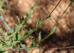 Lobelia goetzei