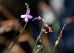 Lobelia goetzei