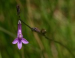 Lobelia goetzei