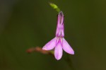 Lobelia goetzei