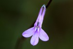 Lobelia goetzei