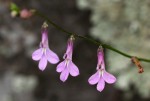 Lobelia goetzei