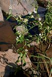Ethulia conyzoides subsp. conyzoides