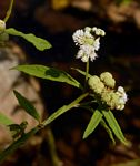 Ethulia conyzoides subsp. conyzoides