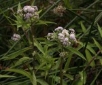Ethulia conyzoides subsp. conyzoides