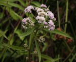 Ethulia conyzoides subsp. conyzoides