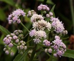 Ethulia conyzoides subsp. conyzoides
