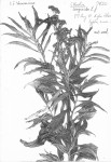Ethulia conyzoides subsp. conyzoides