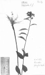 Ethulia conyzoides subsp. conyzoides