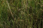 Ethulia conyzoides subsp. conyzoides