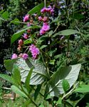 Gutenbergia cordifolia var. marginata
