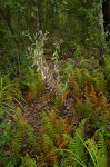 Gutenbergia eylesii subsp. eylesii