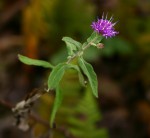 Gutenbergia eylesii subsp. eylesii