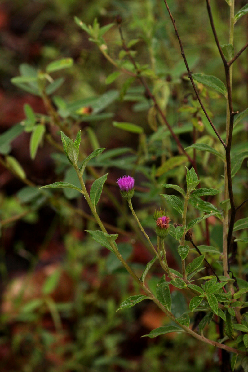 Gutenbergia westii