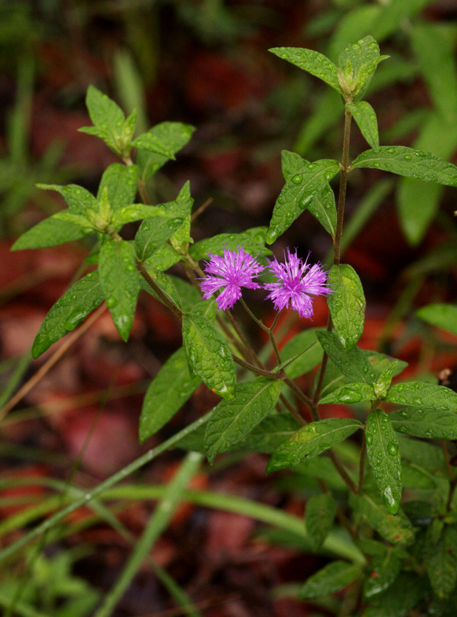 Gutenbergia westii